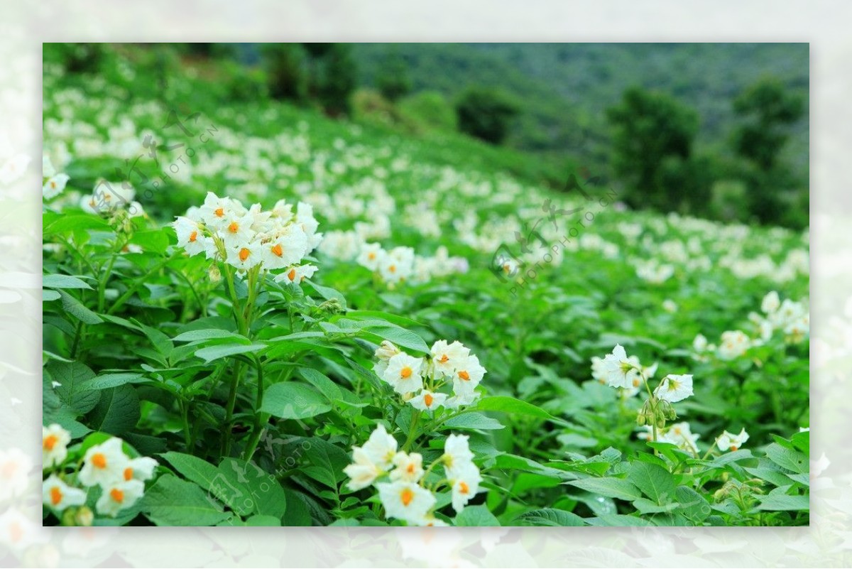 洋芋图片