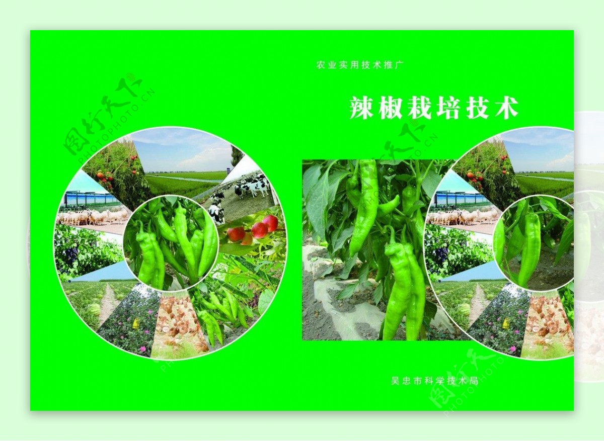辣椒种植技术图片