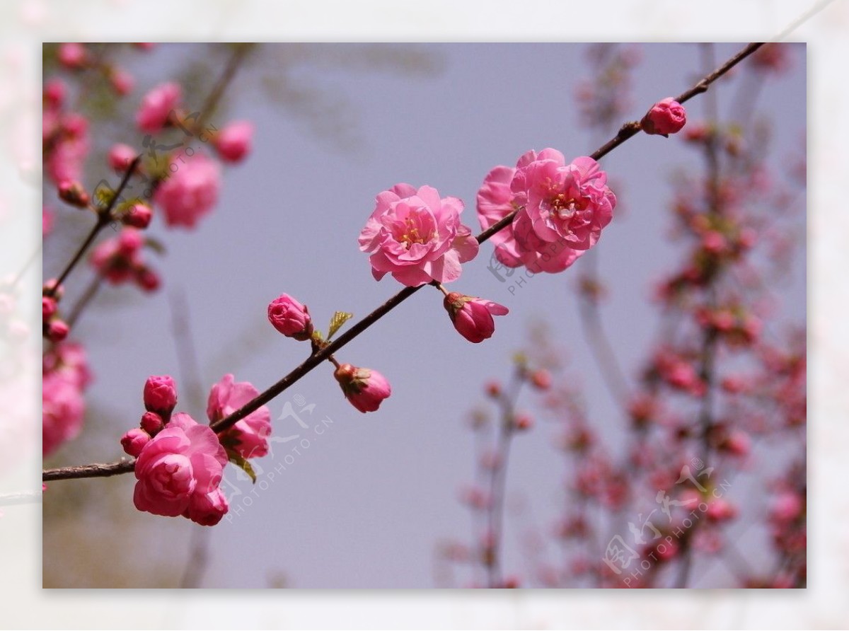 桃花正浓图片