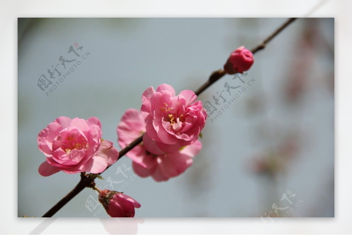 桃花正浓图片