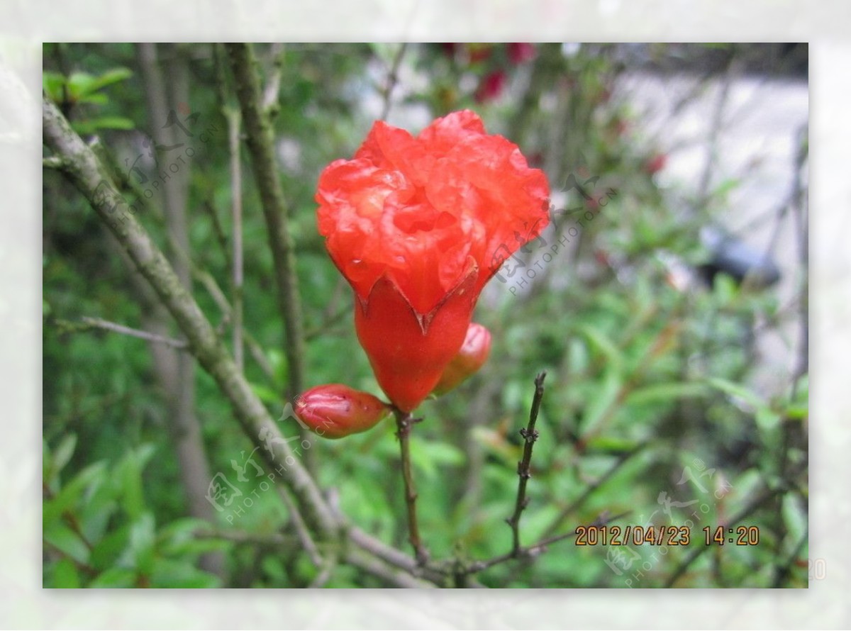 雨后海棠花图片