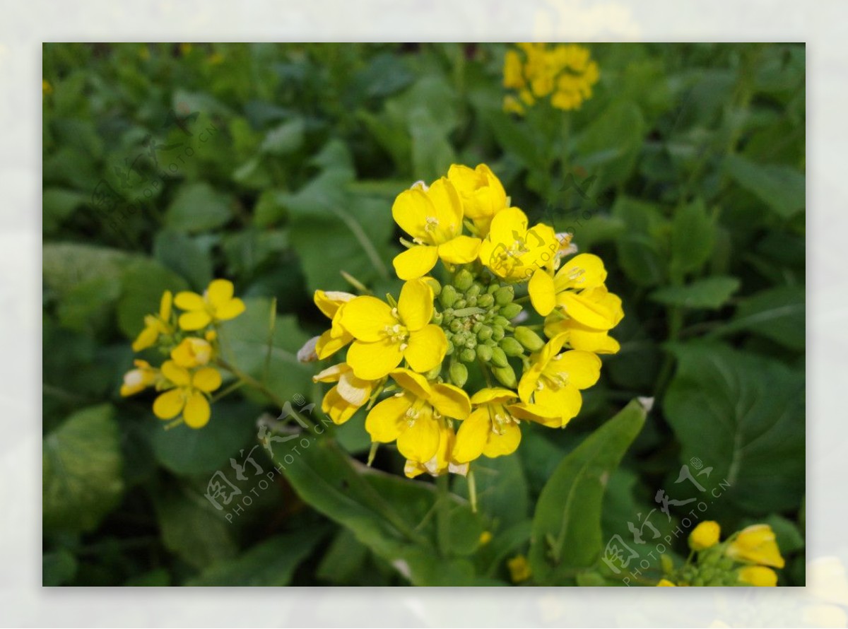 油菜花图片