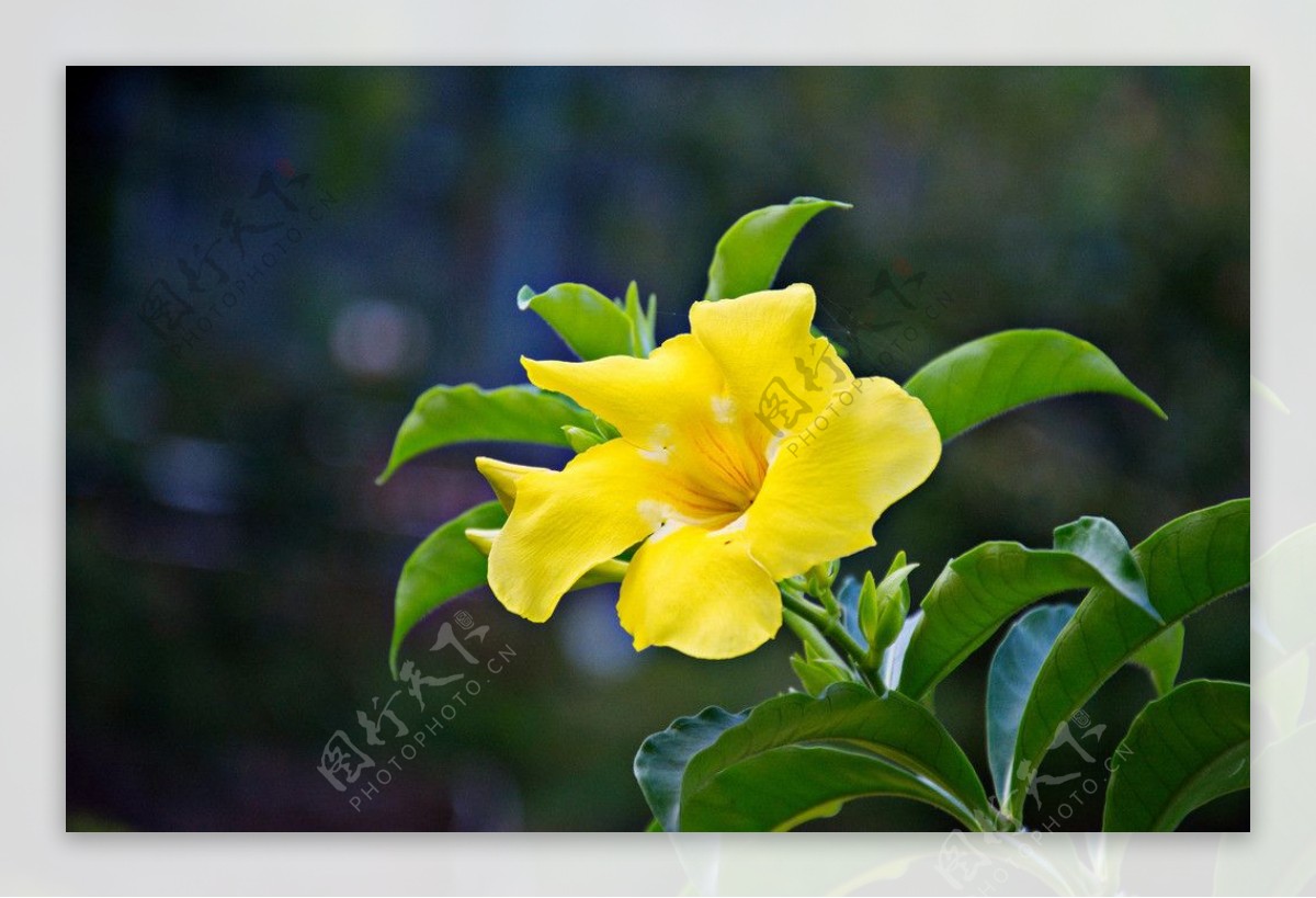 黄婵花图片