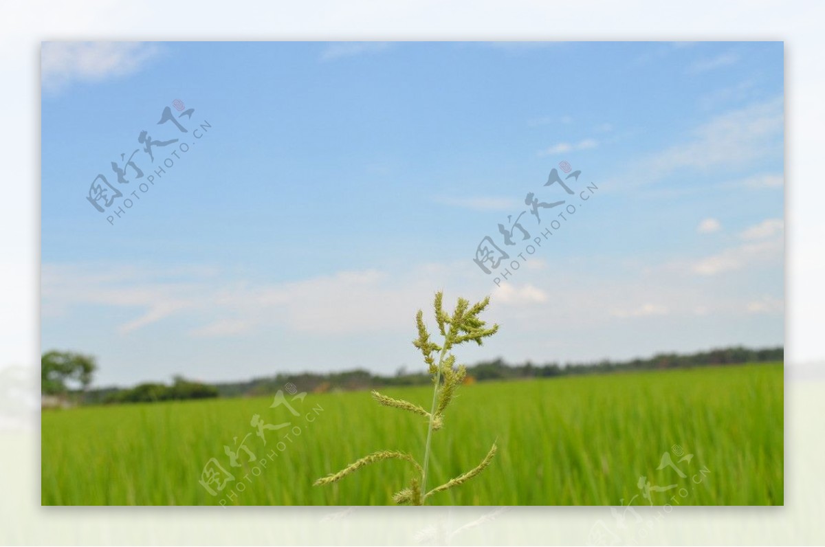 田园稻谷图片