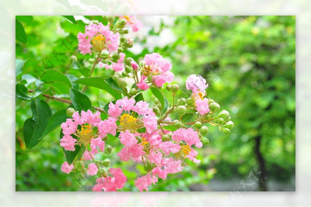 紫薇花图片