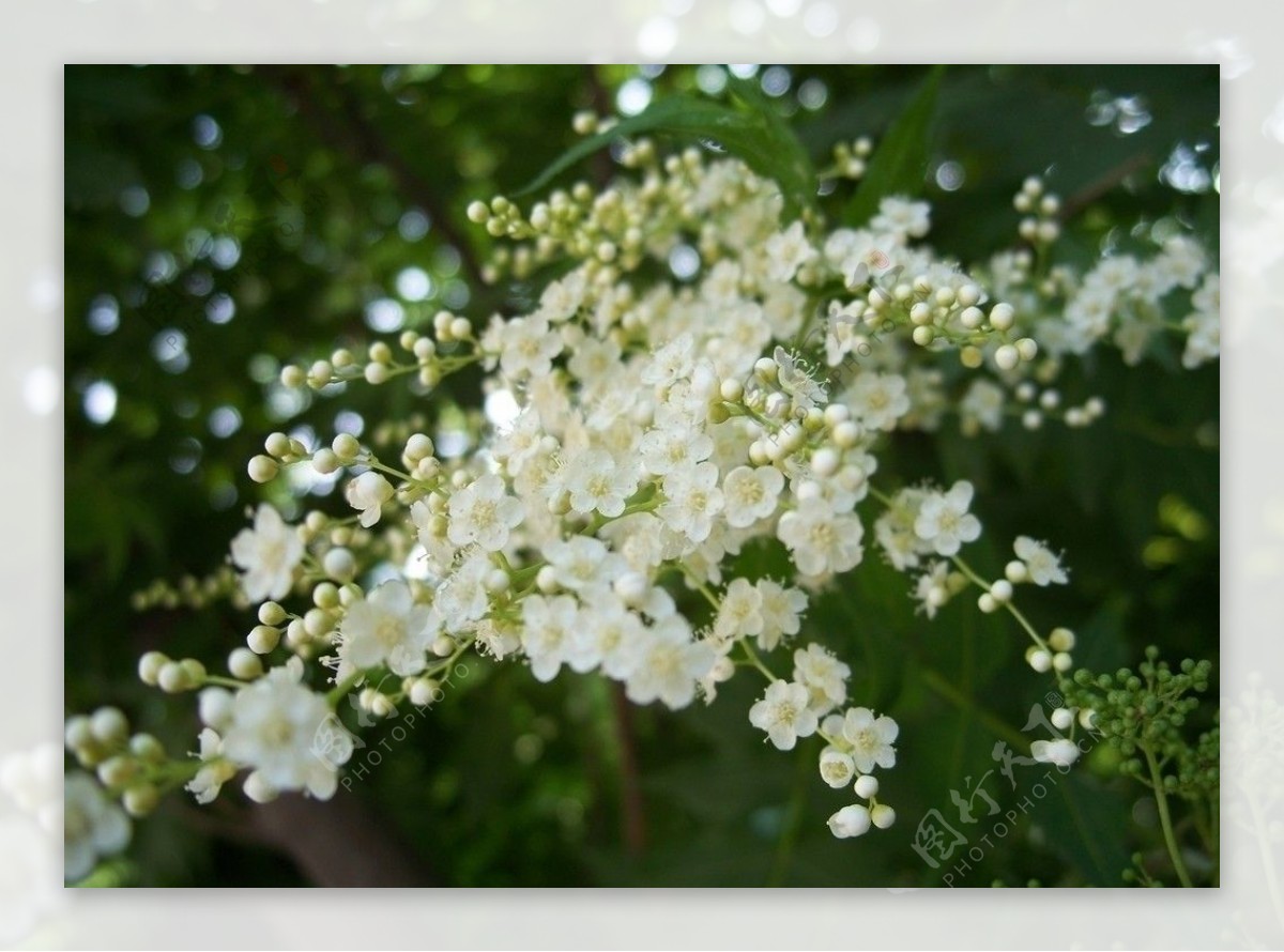 小花丽影图片