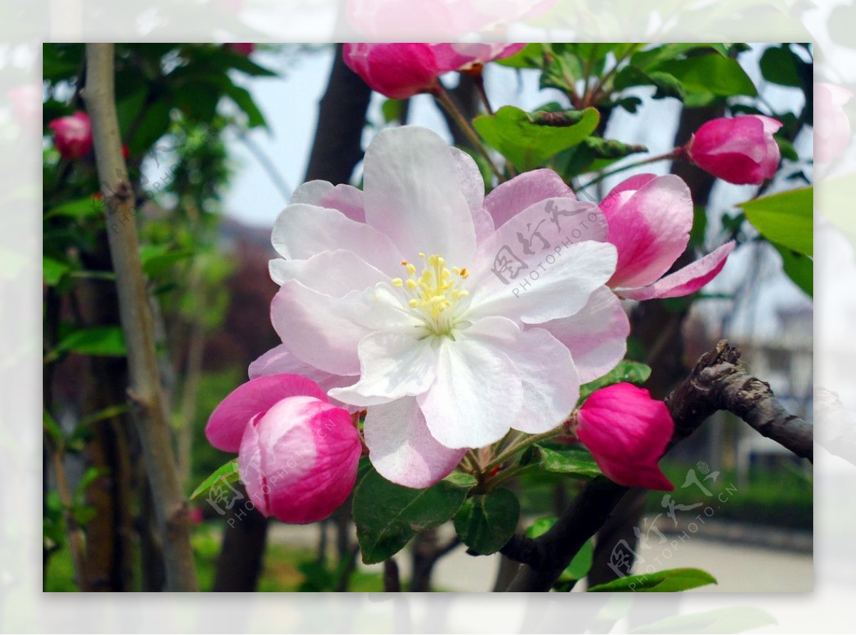 高清漂亮的粉色的苹果花图片