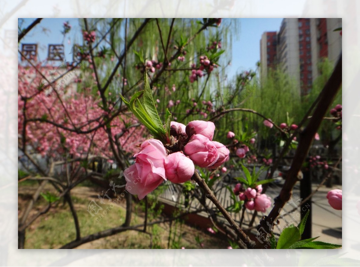 碧桃花蕾图片