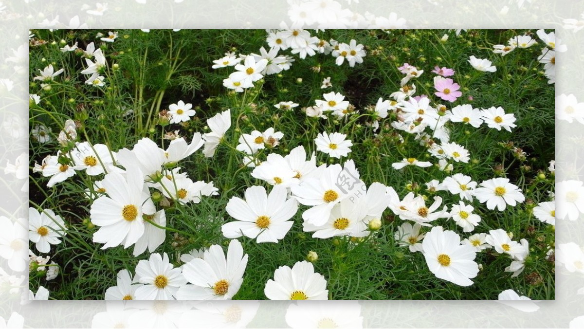 白色野花图片