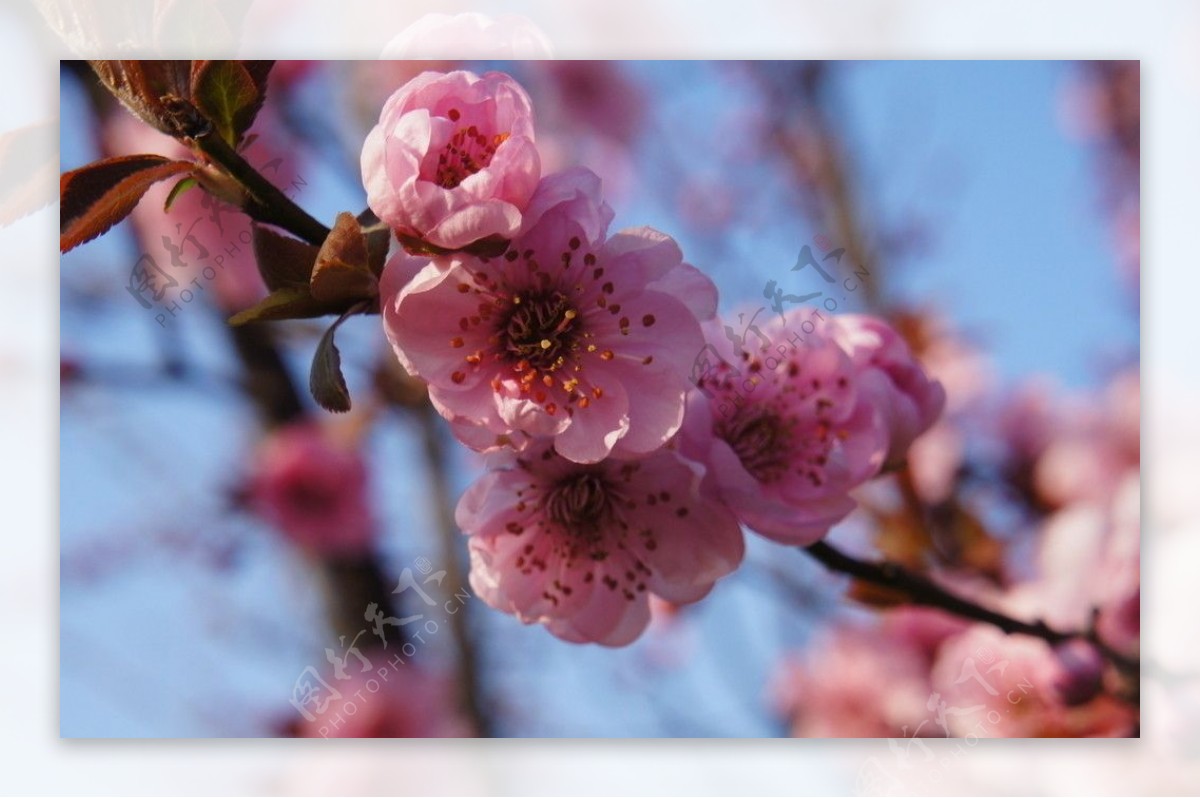 桃花图片