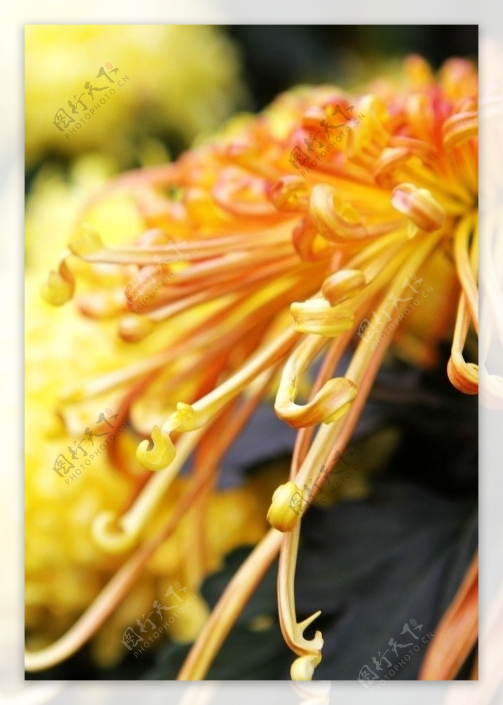 黄色秋菊图片