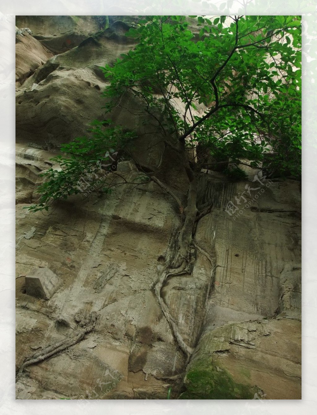 岩石盘树坚强图片