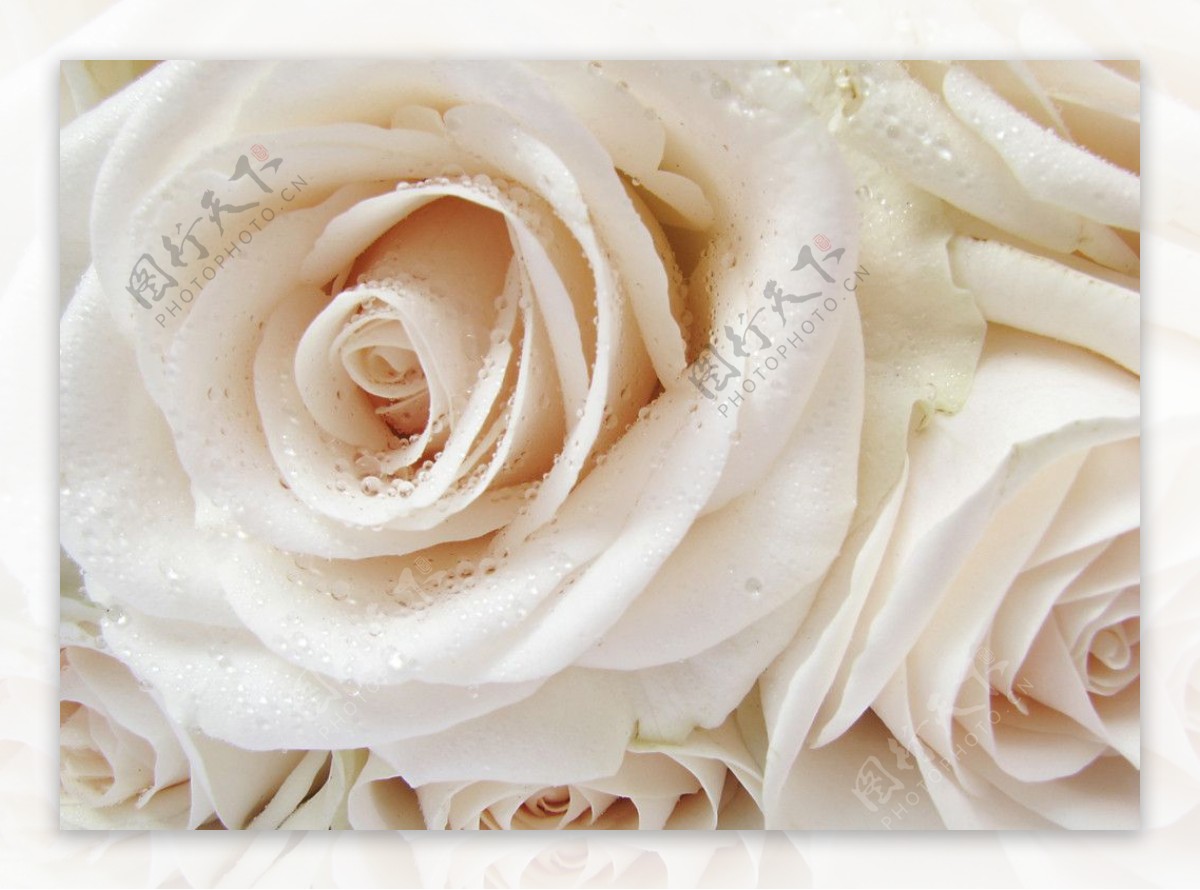 淡粉玫瑰鲜艳花束爱情象征图片