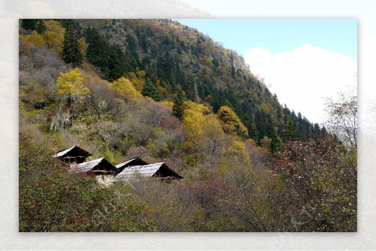 四姑娘山雪山树林图片