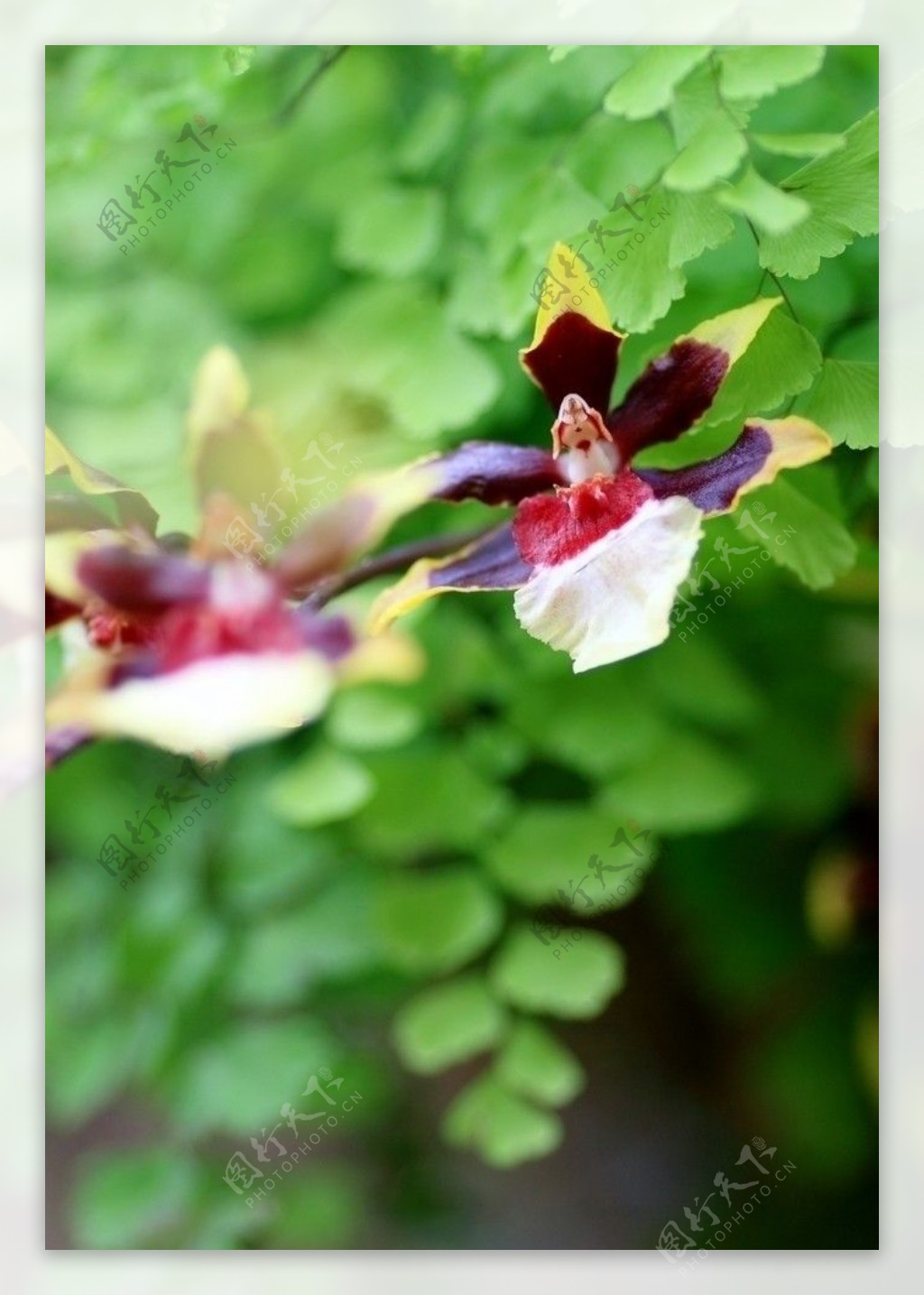 鲜花特写图片