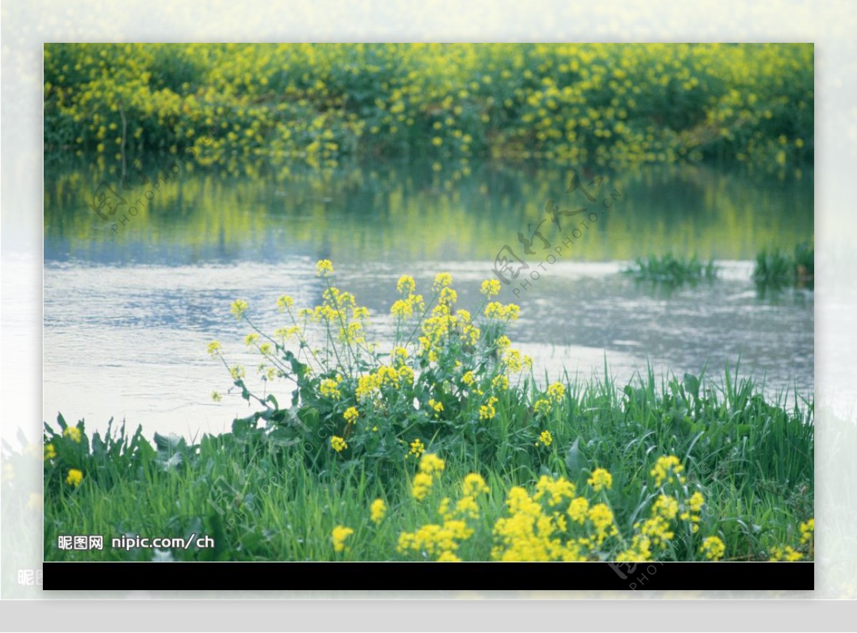 湖边野花图片