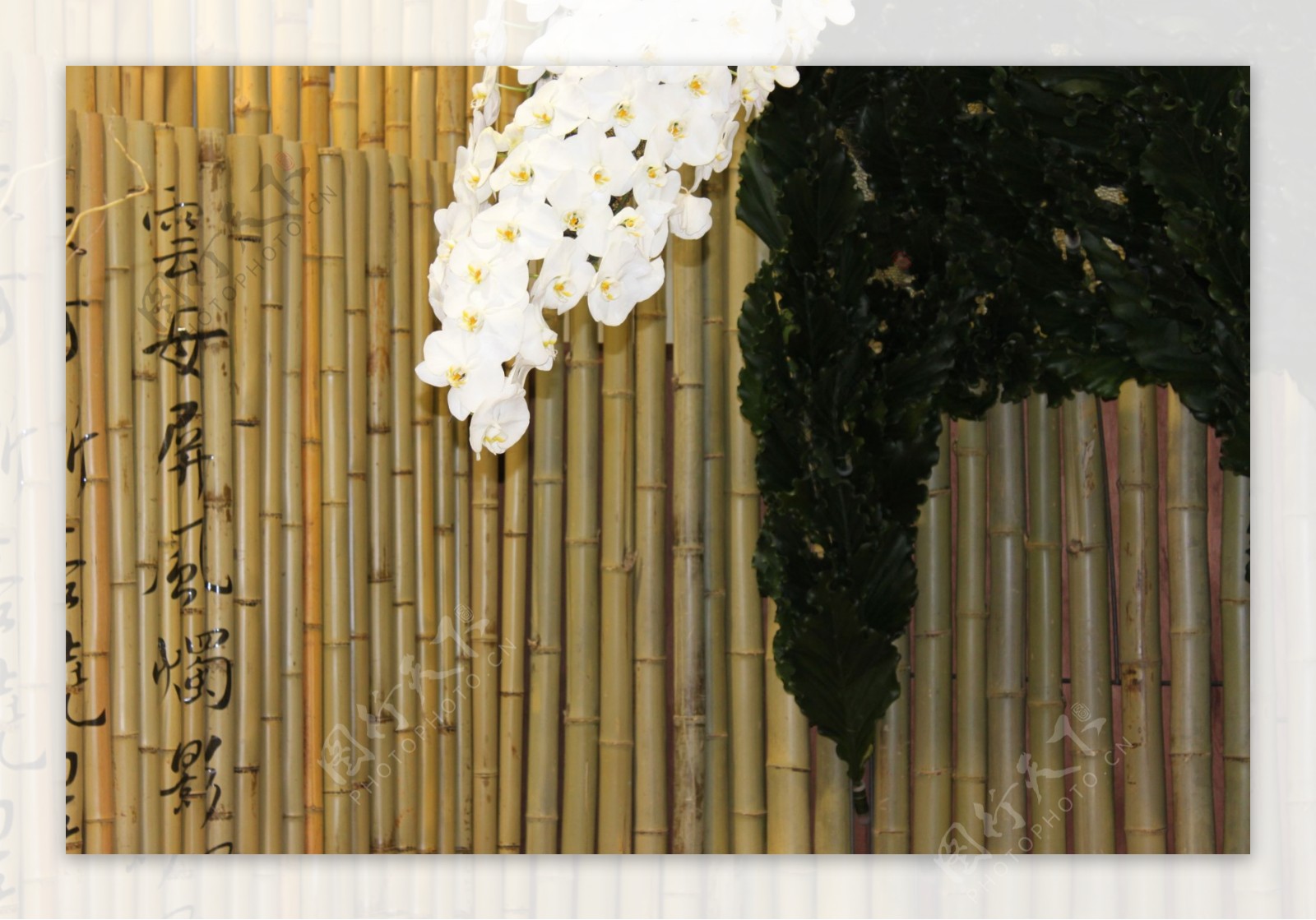 竹排与白花卉图片