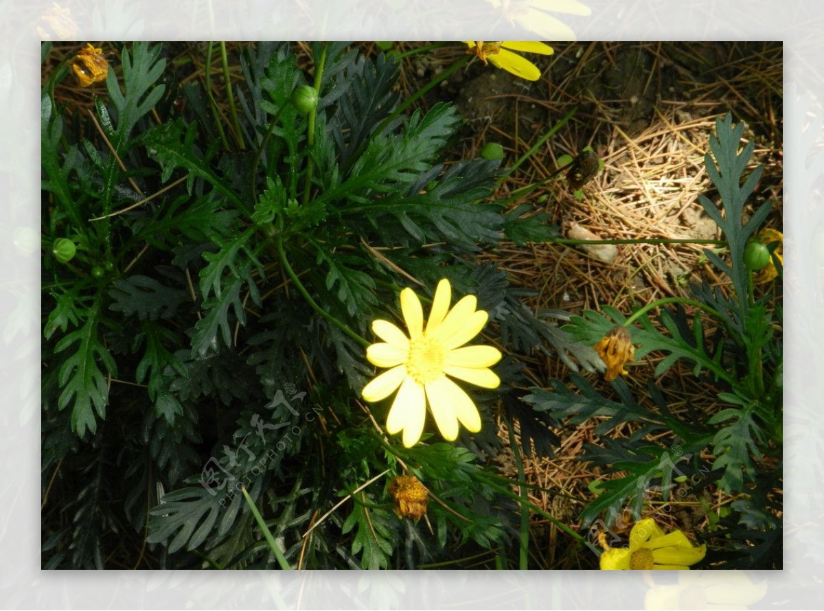 阳光下的一朵黄花图片