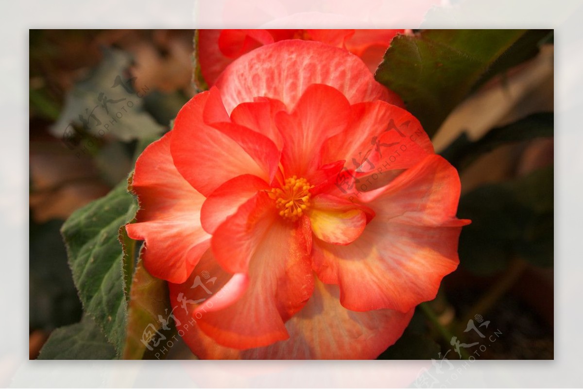 大红牡丹海棠图片