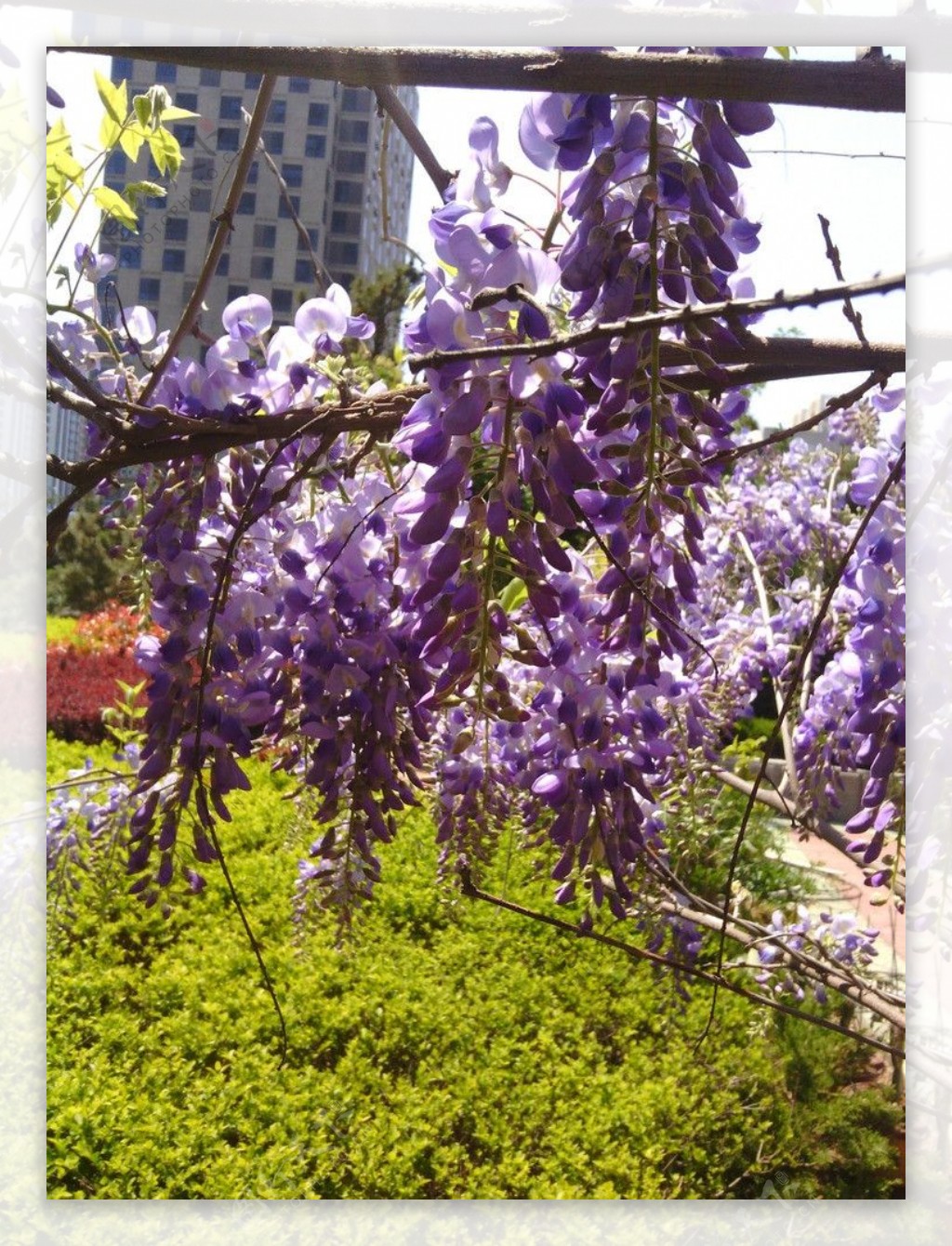 紫藤萝图片