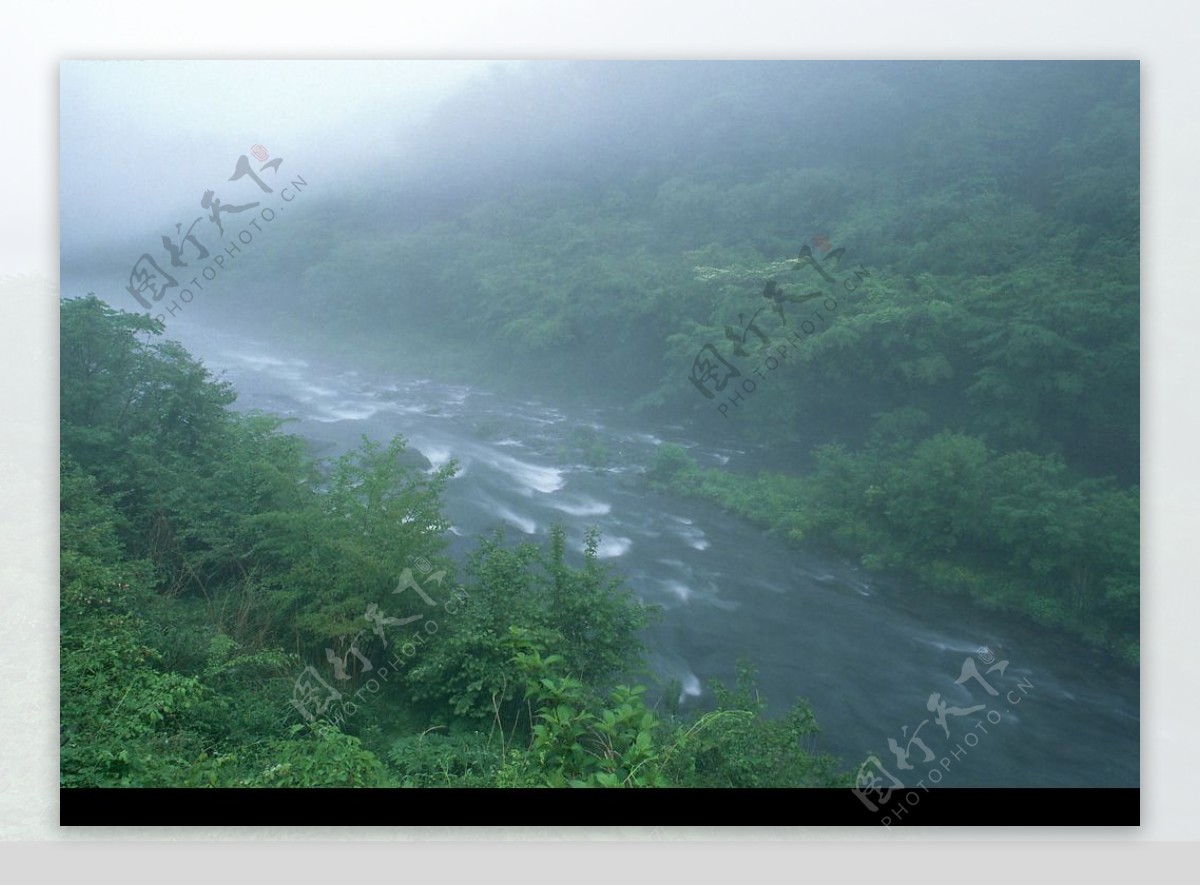 迷雾树林图片