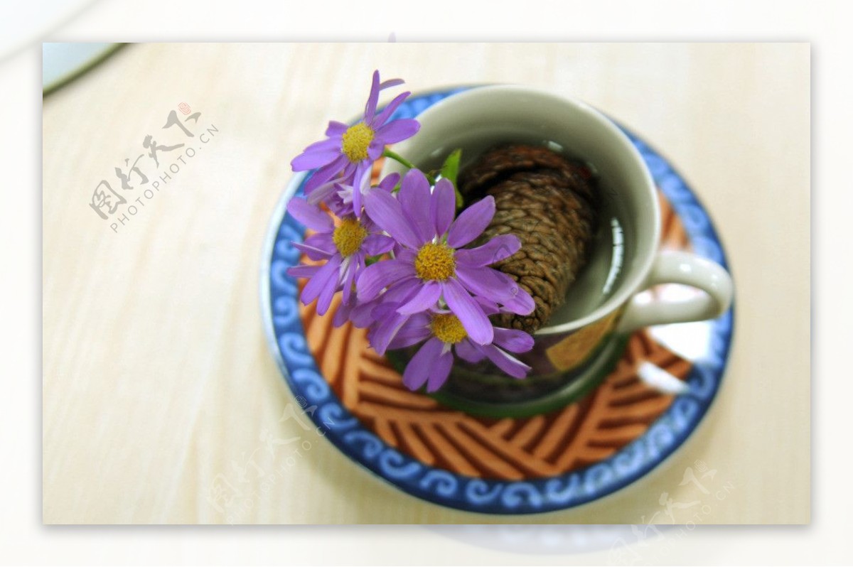 咖啡杯松球菊花图片