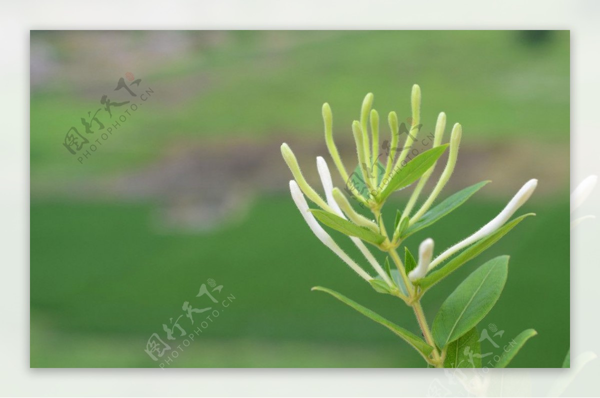 金银花植物绿色春天图片