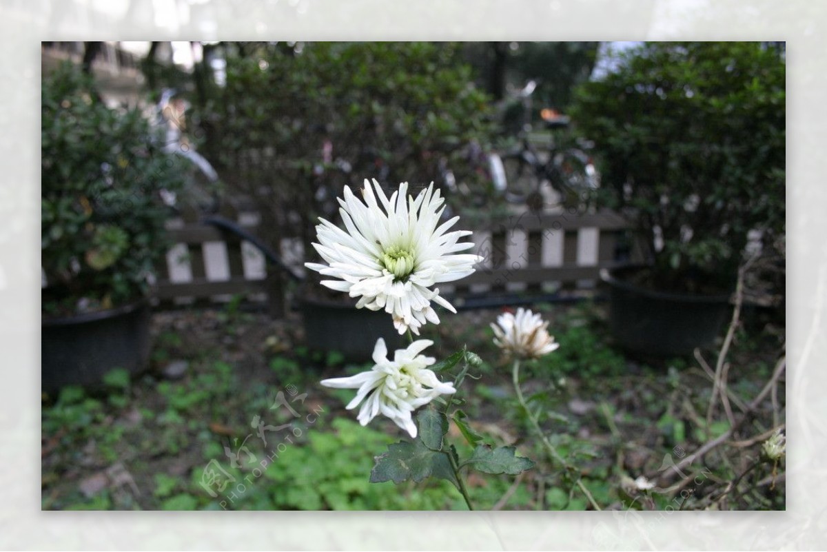 白色菊花图片