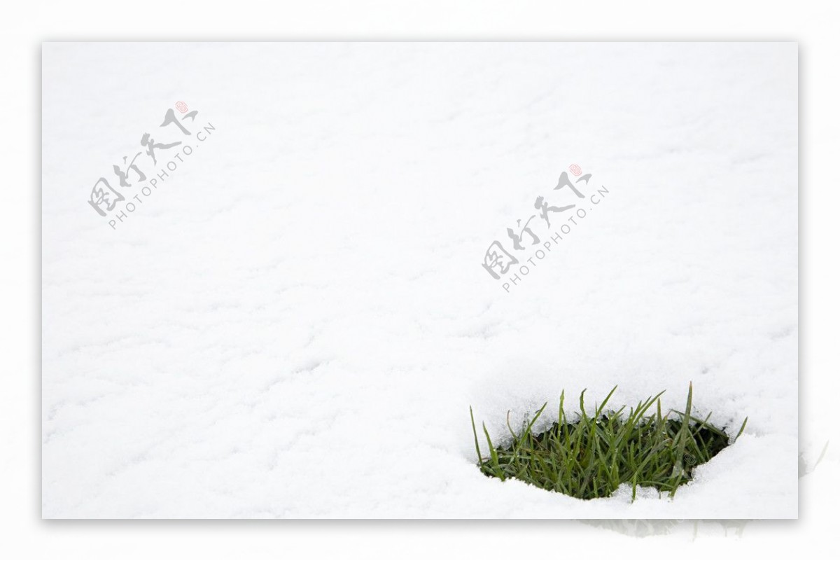 雪地草坪图片
