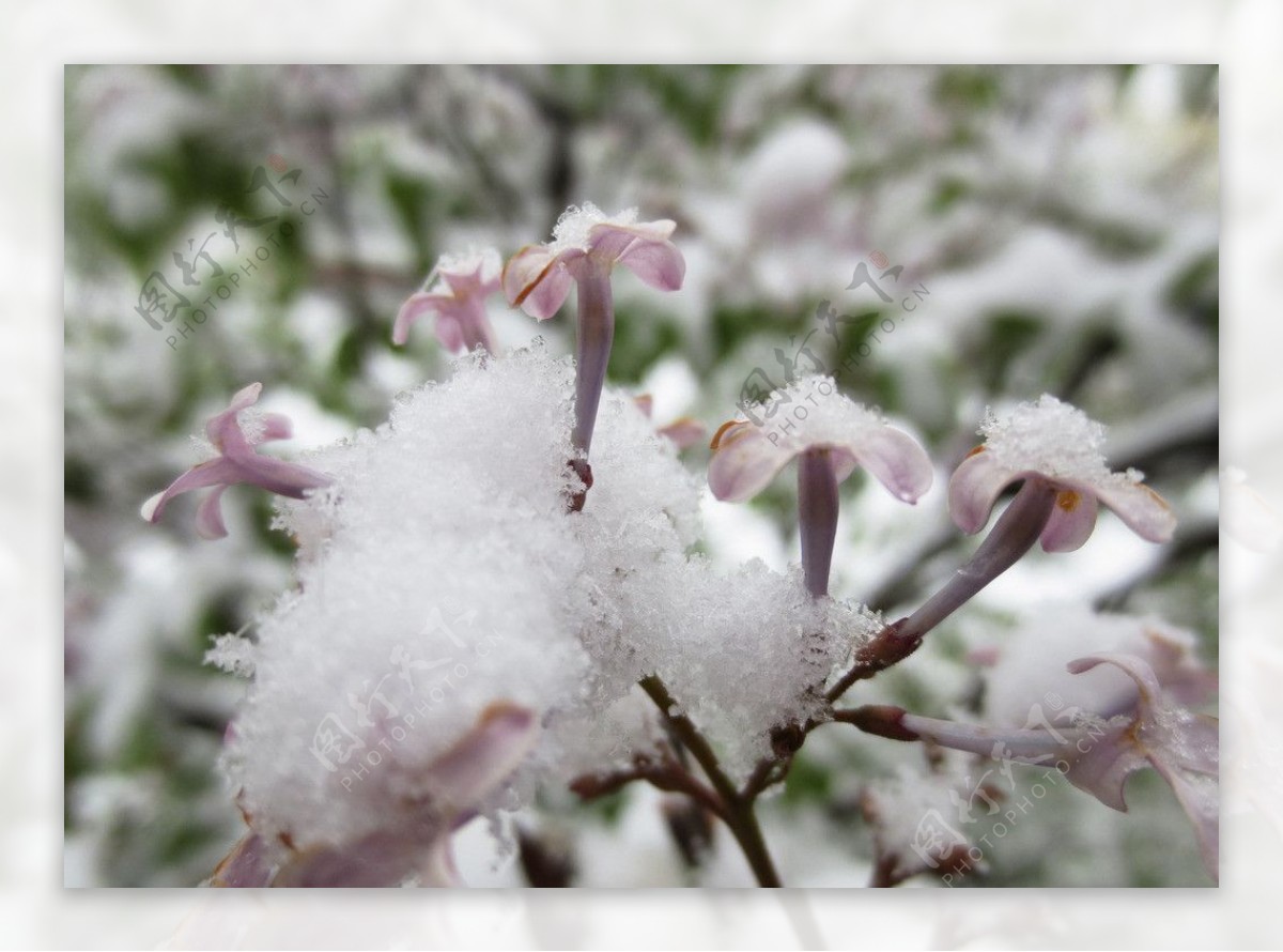 雪中丁香花图片