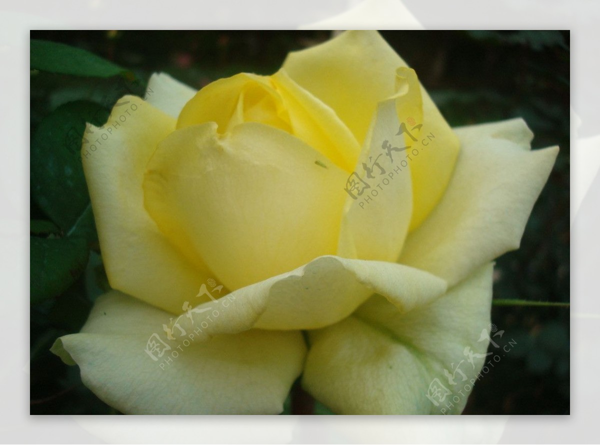 白玫瑰月季花卉图片