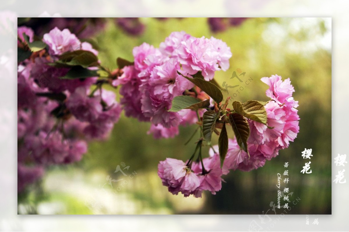 樱花图片