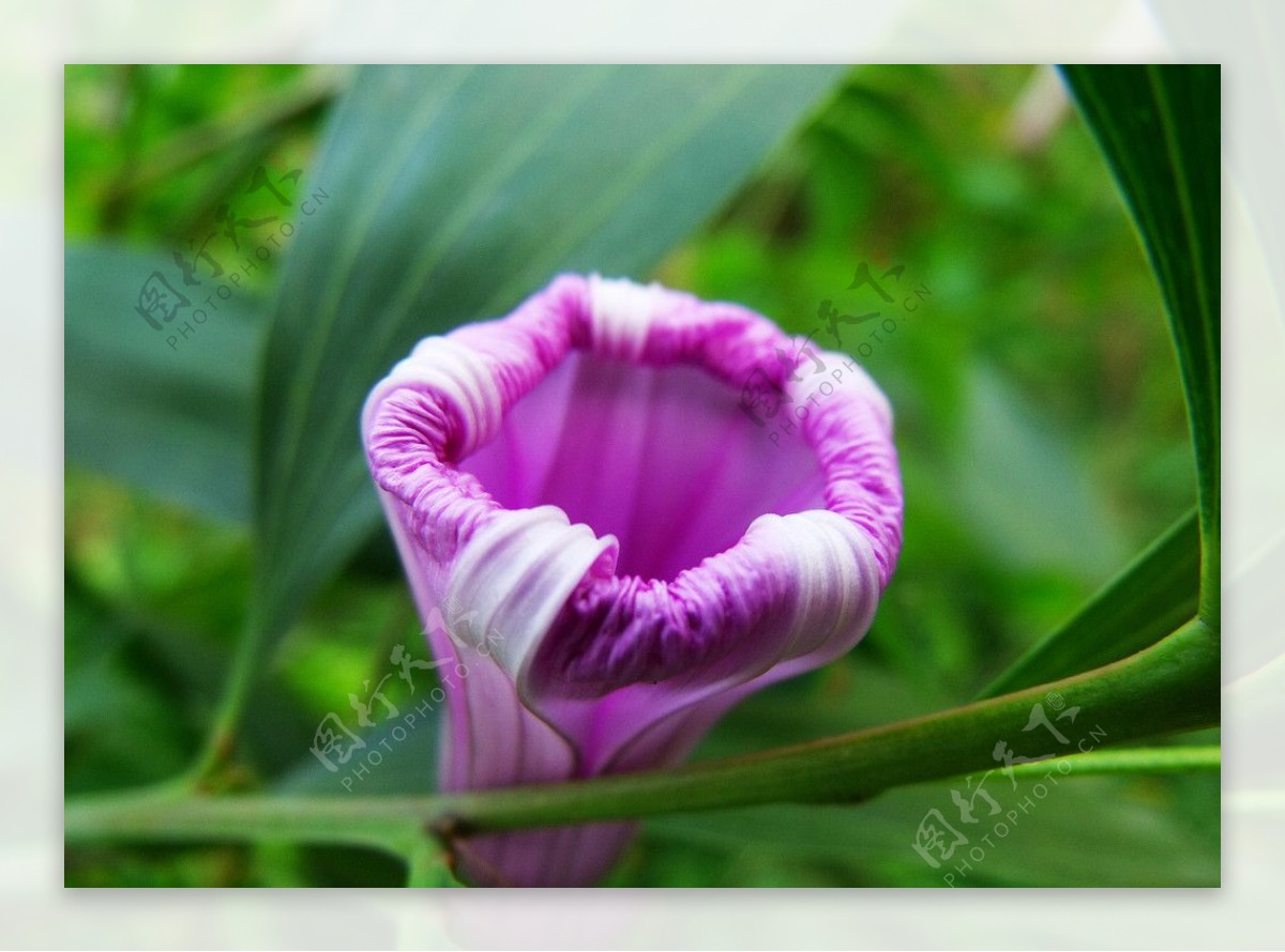 牵牛花图片