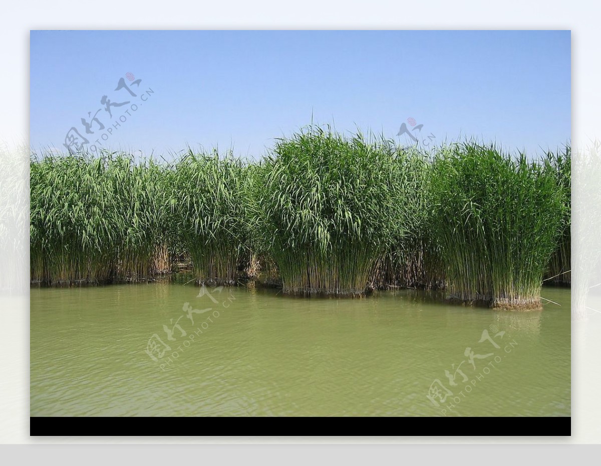 湿地植物图片
