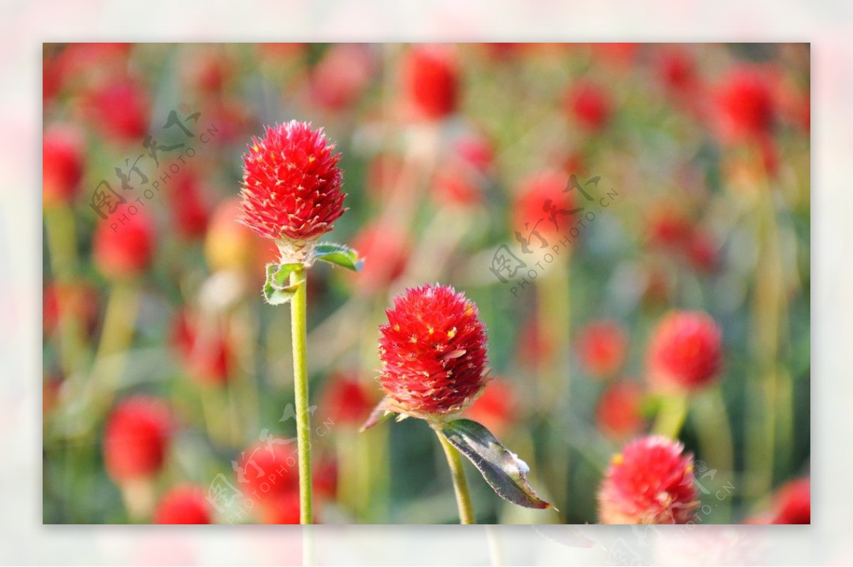 红色菊花图片