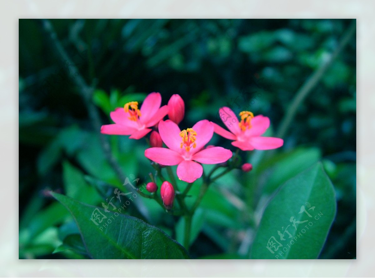 三朵粉红色小花图片