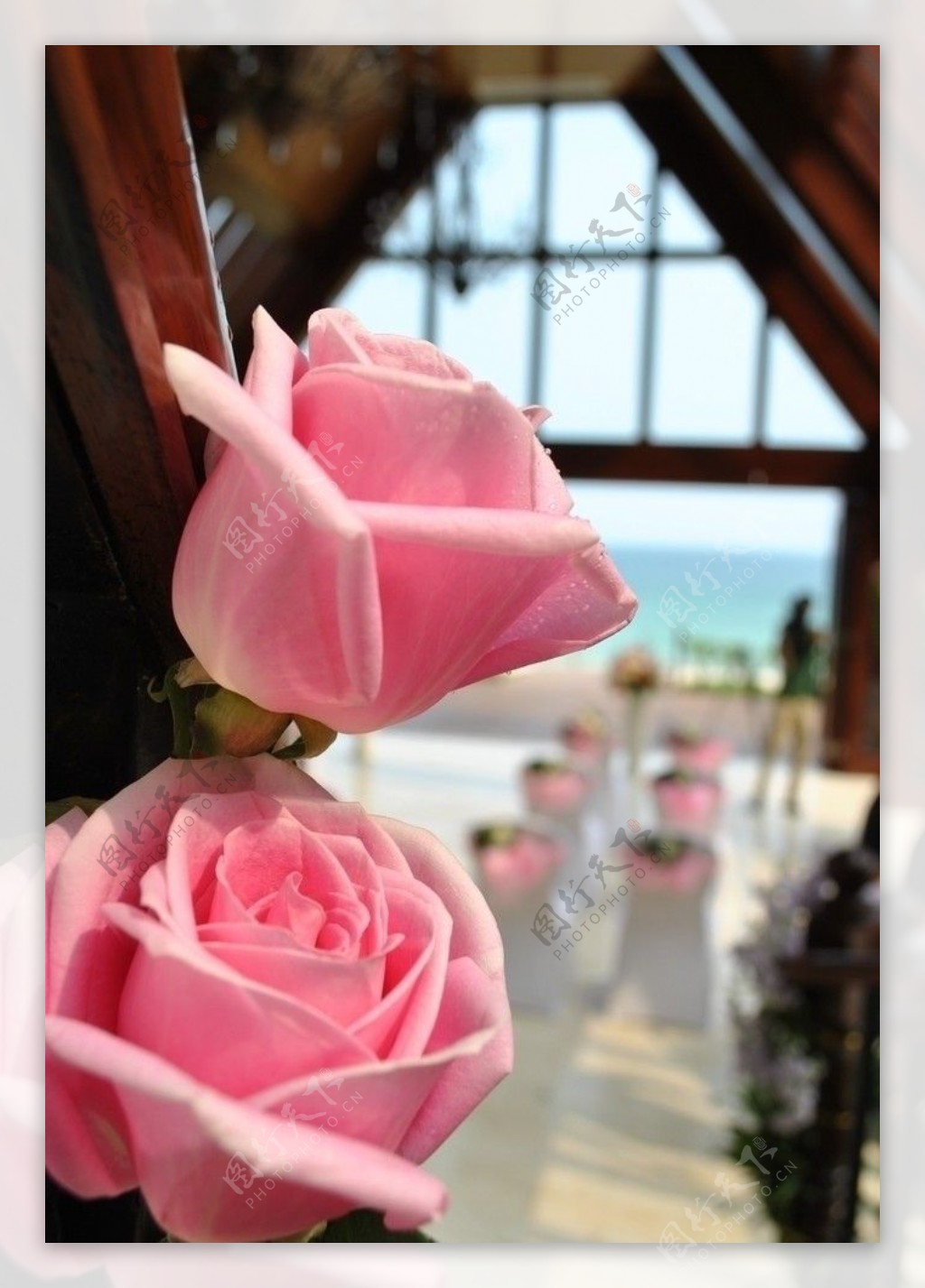 粉色鲜花玫瑰图片