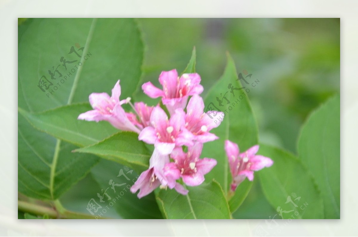 海仙花图片