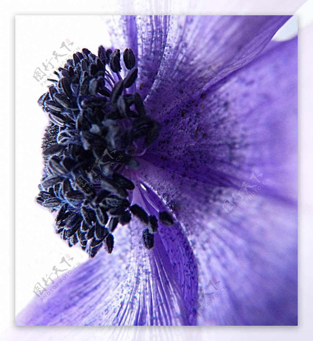 紫色花蕊图片