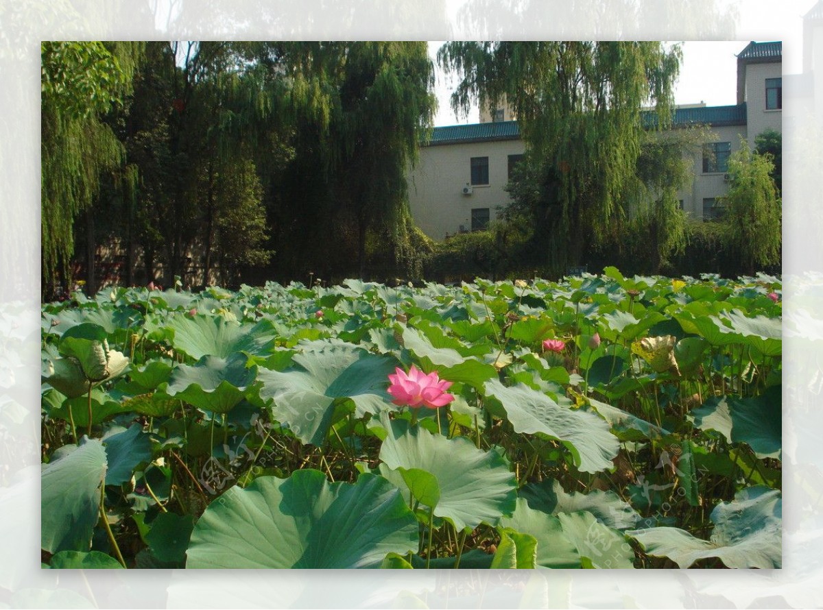 华西医科大学图片