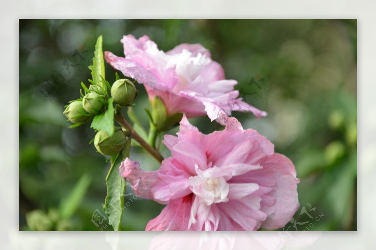 它是韩国的国花，色彩艳丽还是中药，可治痢疾白带|国花|木槿|木槿花_新浪新闻