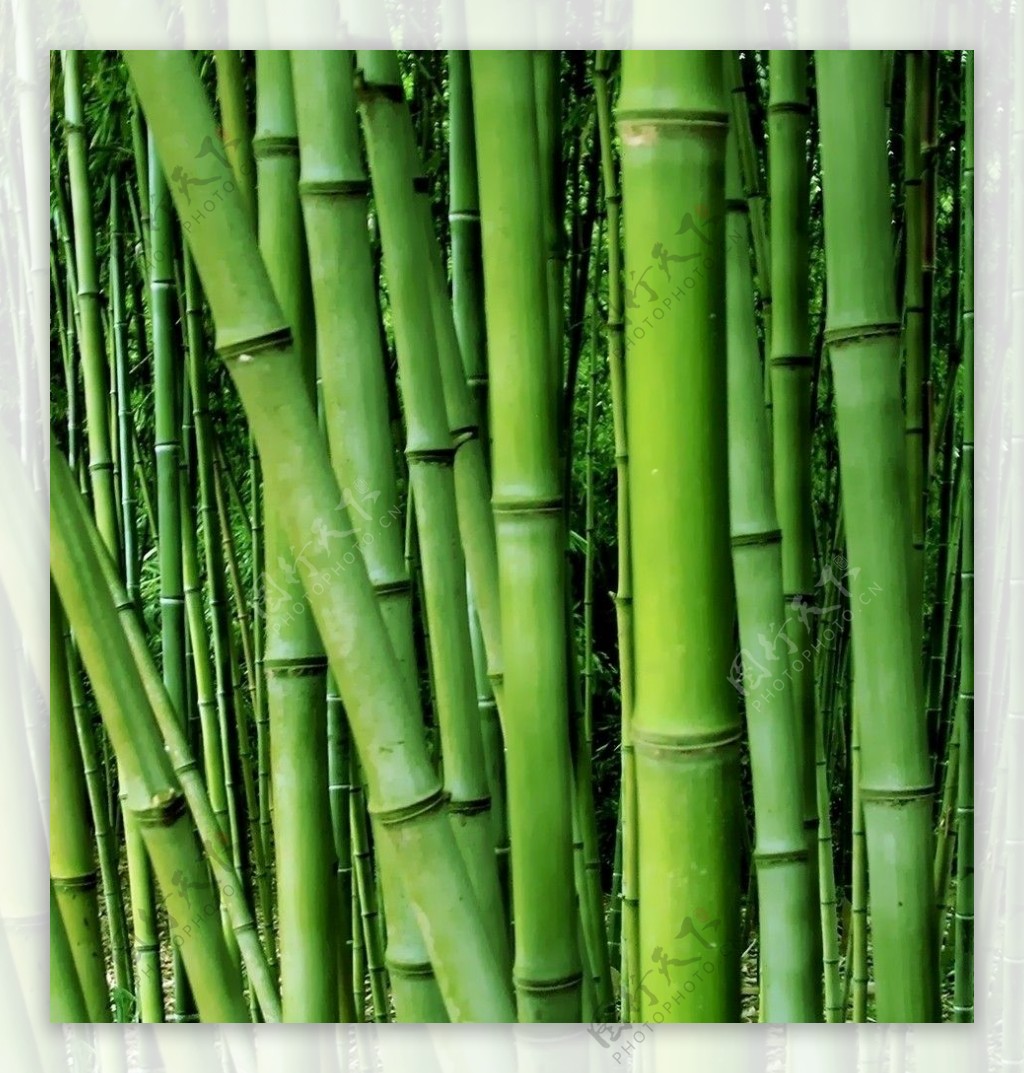竹子绿竹图片