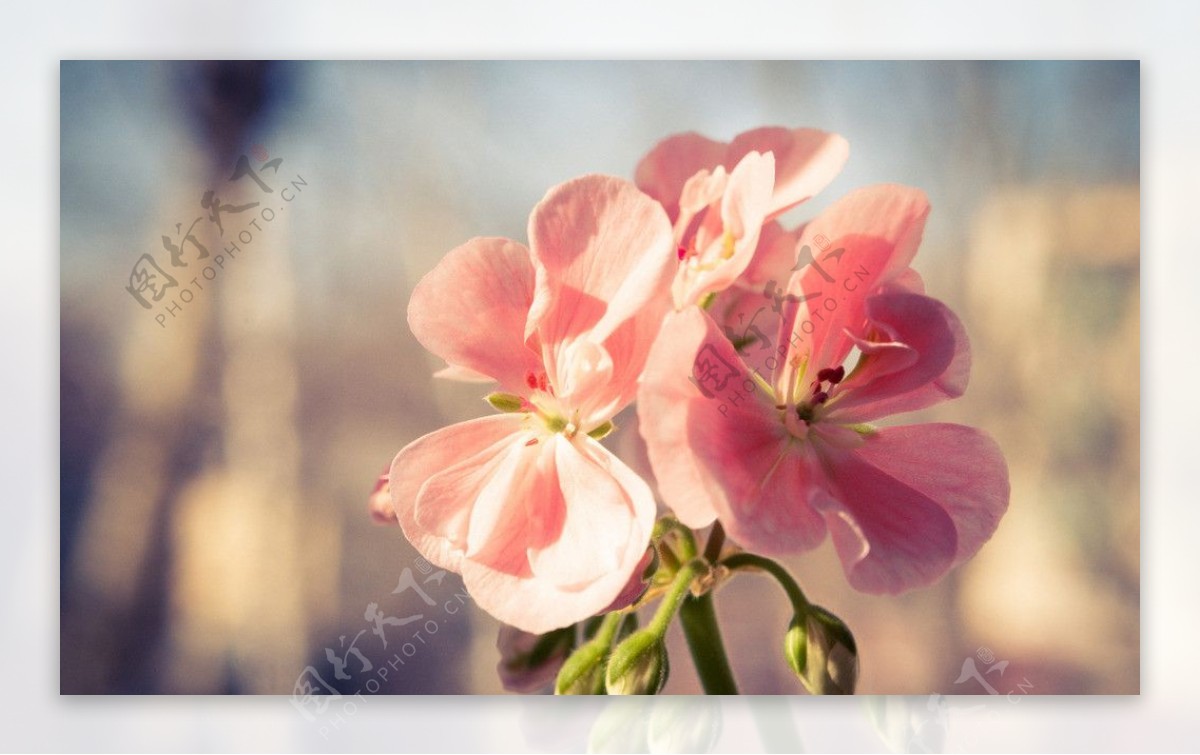 高清粉红兰花盛开图片