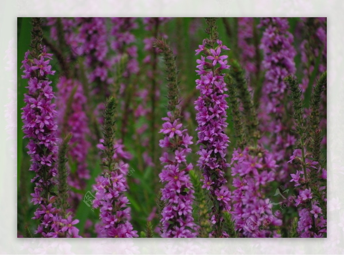 紫色野花图片