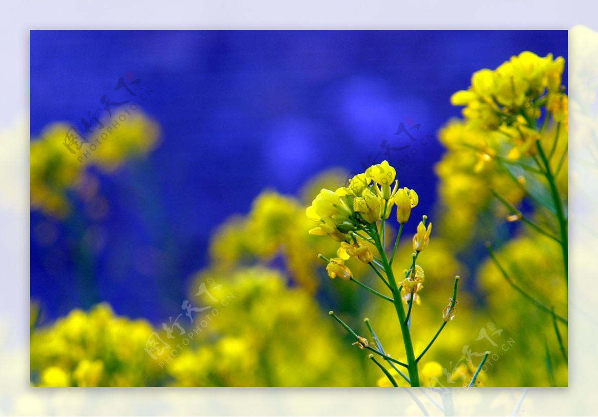 盎然油菜花图片