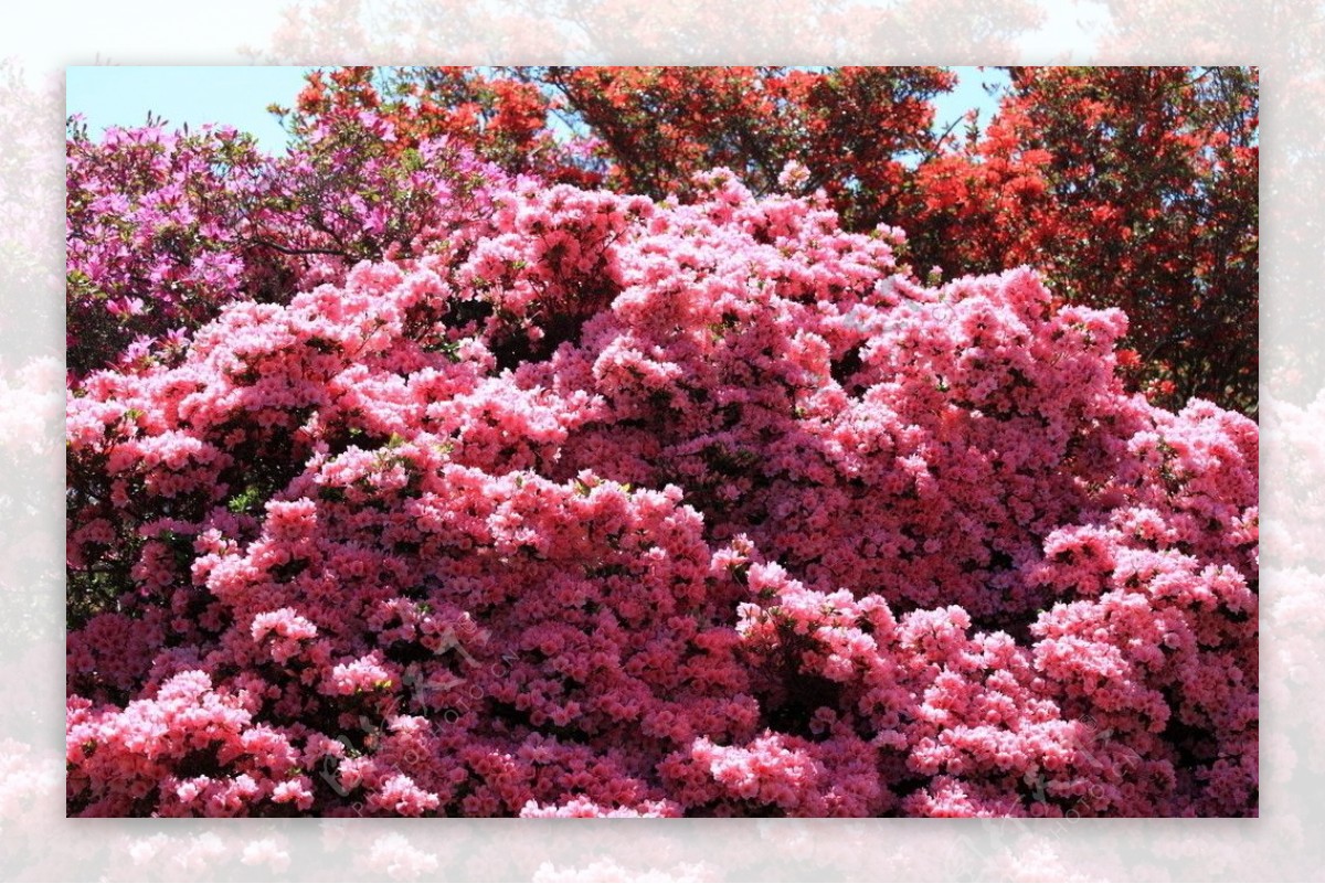 粉红杜鹃花图片