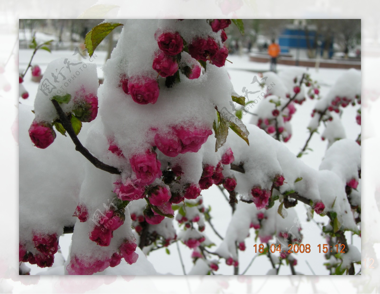 雪中海棠花图片