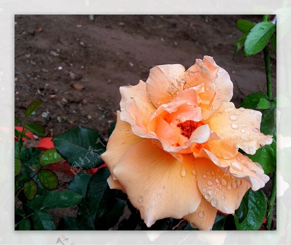 雨后月季花图片