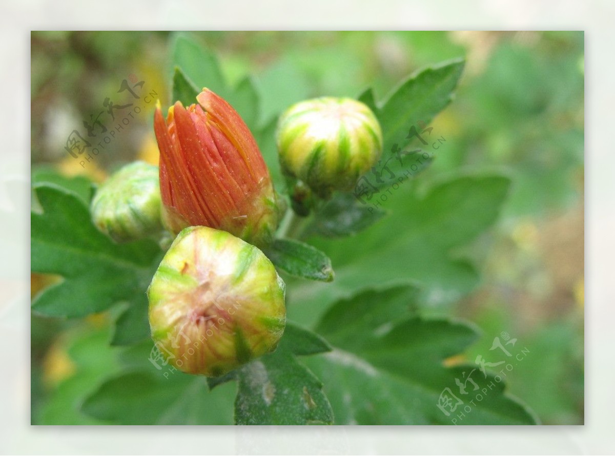 野菊花苞图片