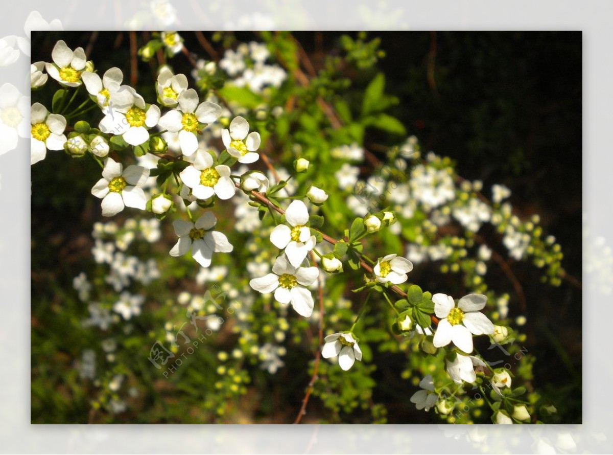 白色花枝图片